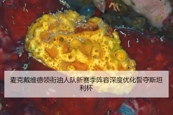 麦克戴维德领衔油人队新赛季阵容深度优化誓夺斯坦利杯